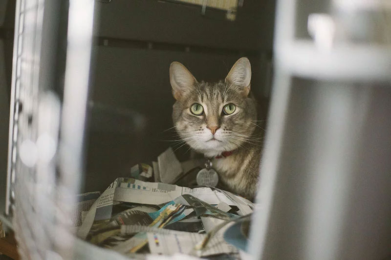 teaching-cat-to-be-less-anxious-about-cages