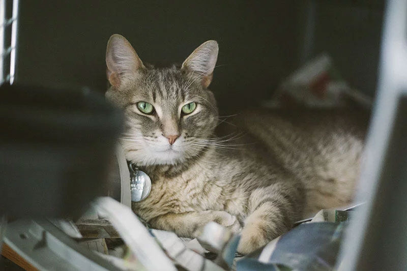 train-cat-to-stop-hating-carrier