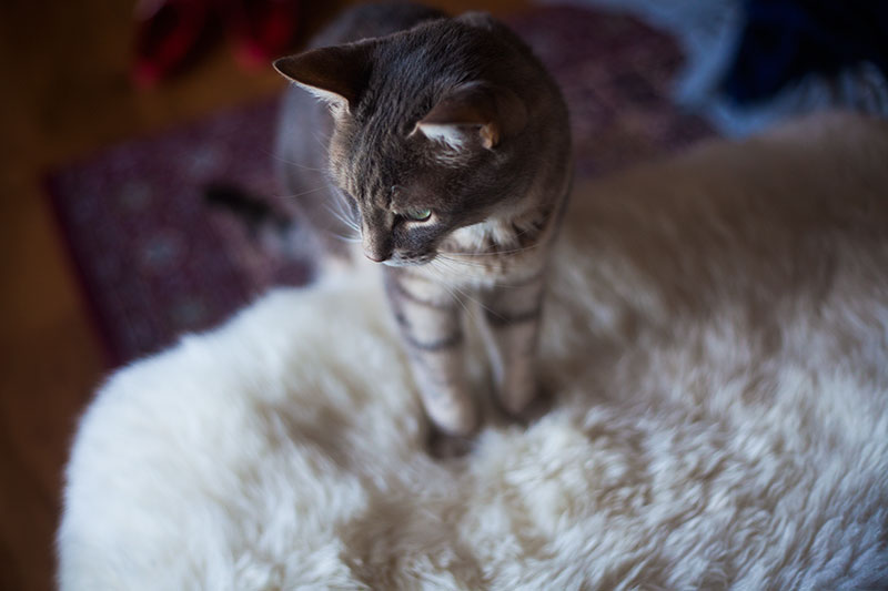 Save Your Sofa How To Keep Cats From Scratching Leather Furniture