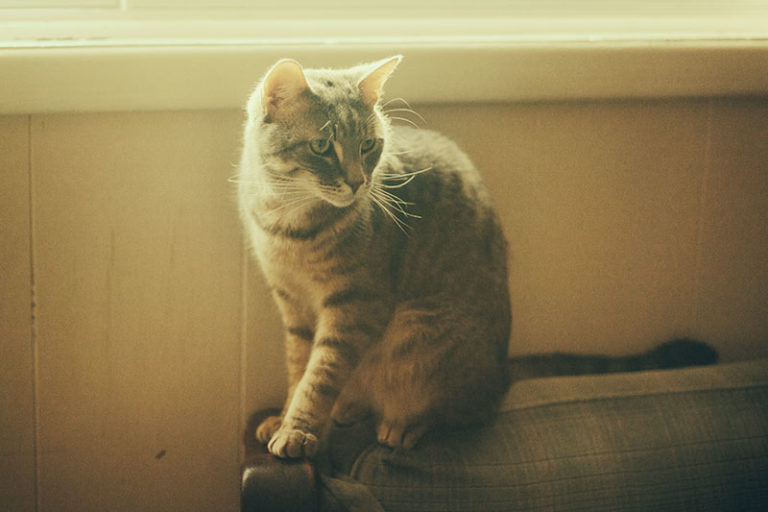 "I Hate Cats!" Why Some People Are Not At All Fans of Felines