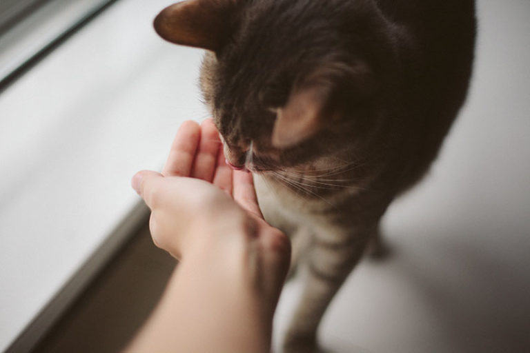 Is Catnip Safe for Cats & Kittens? Can They Eat It? Is It Ever Unsafe?