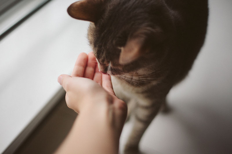 Is Catnip Safe For Cats Kittens Can They Eat It Is It Ever Unsafe 
