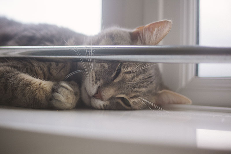 Bored Kitty Hands Off Ways To Keep An Indoor Cat Entertained