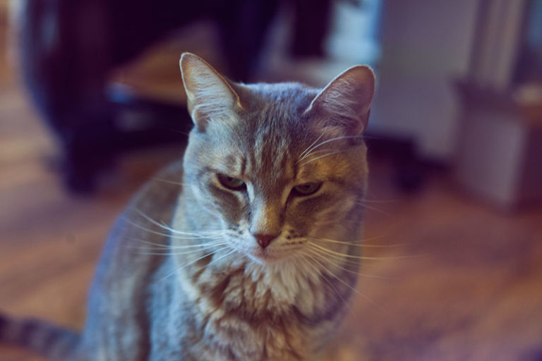 I Think My Cat Hates Me Does He? Why? How Can I Fix This?