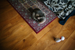 PetSafe FroliCat Bolt Automatic Interactive Laser Cat Toy Review