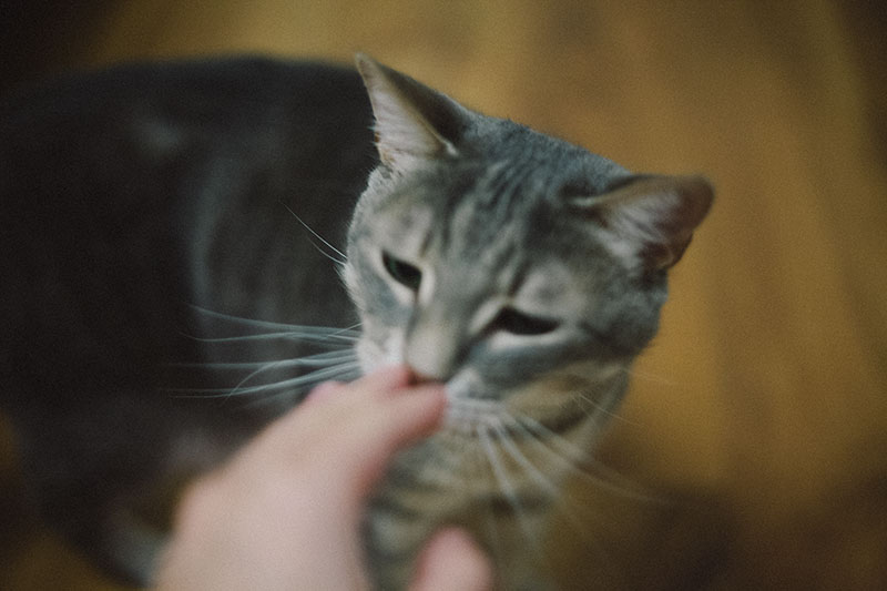 cat-sniffing-human-hand