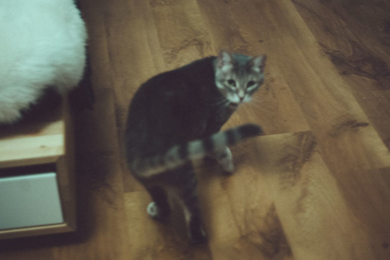 Why Does My Cat Run Away from Me? Can I Change This?