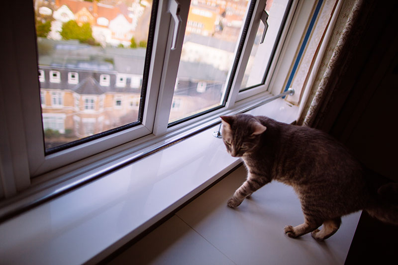 small indoor cats