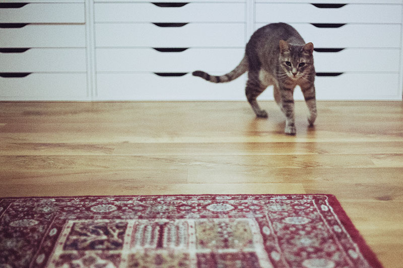 feline-running-speed-how-fast-can-a-domestic-cat-run