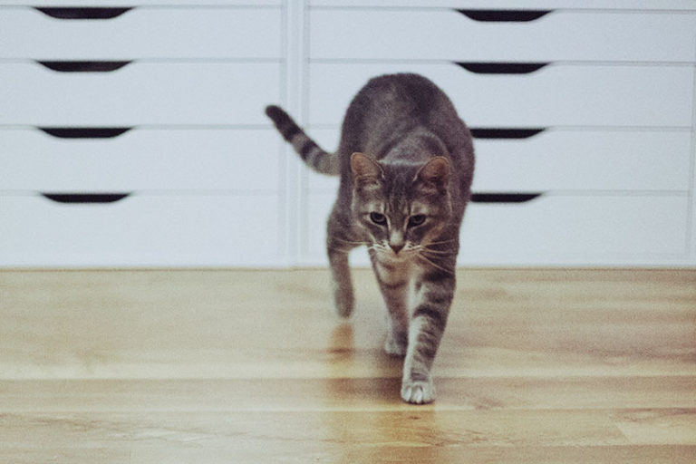 How Fast Can House Cats Run? Top Speed VS Humans? VS Dogs?