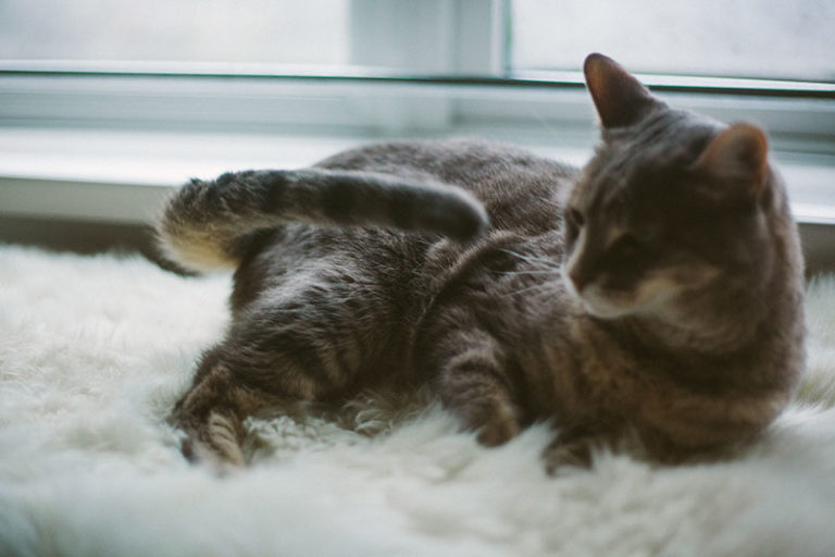 Pretty Sure My Cat Doesn't like Me; Why? Is There Anything I Can Do?