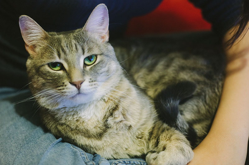 male cat biting neck of other male cat