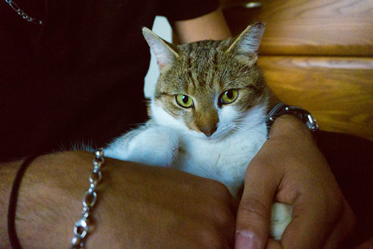 How Much Attention Do Cats Need? Do Indoor Cats Need More?