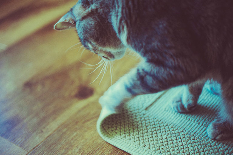 View of Daily Food & Fitness Routine for a House Cat? Here's My Current One