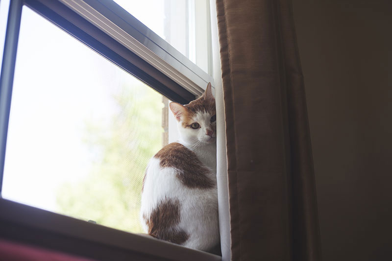 north-american-window-with-insect-screen-cat