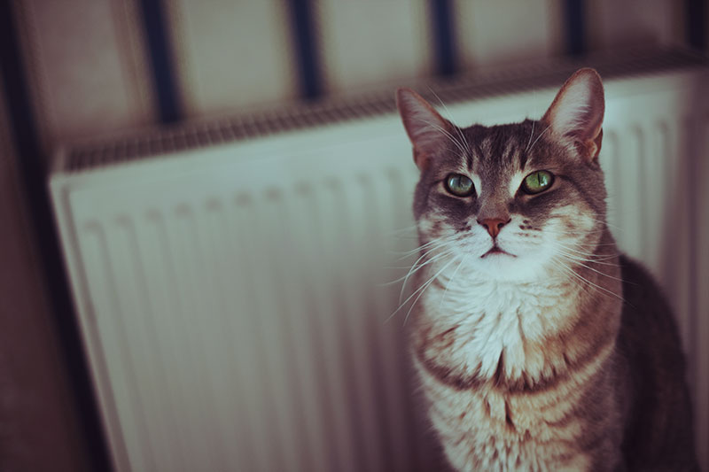 jolly moggy bamboo radiator bed