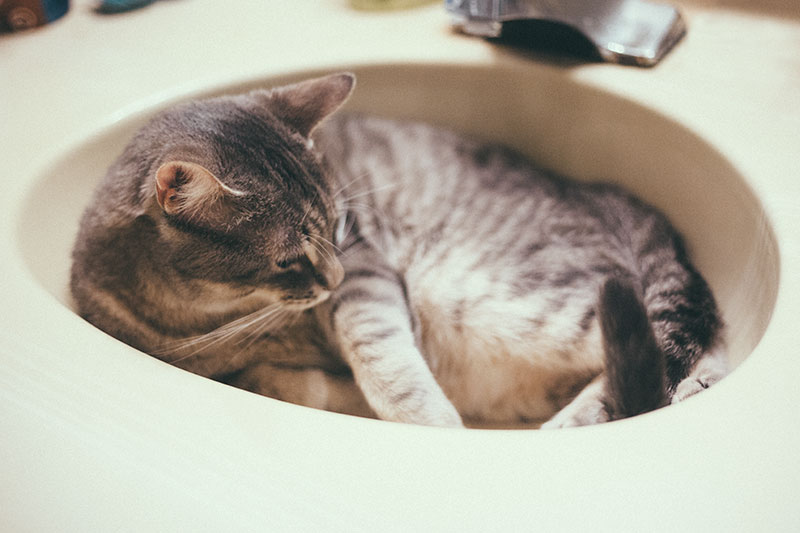 Do Cats Need Baths? Should You Bathe Them? How Often?