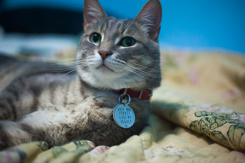 Cat Collars with Bells The Classic, The Cute, & The Careful