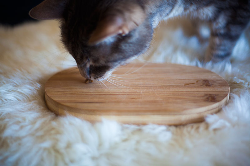 Is Bamboo Toxic to Cats? The Truth It Depends on the Bamboo