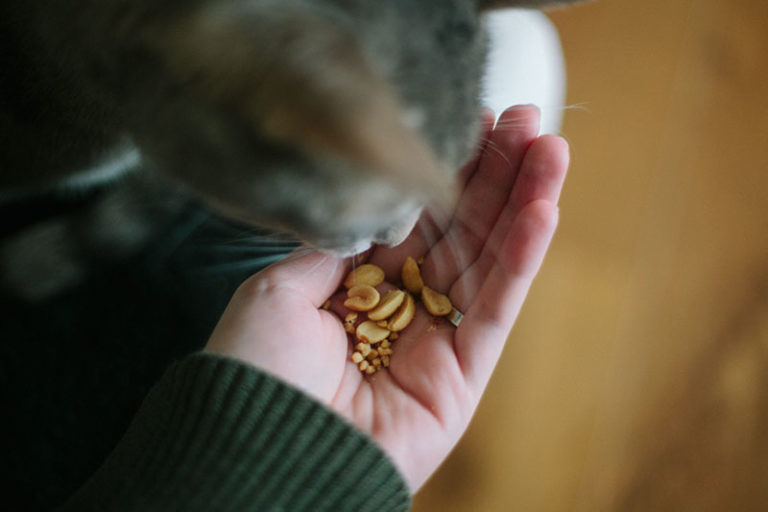 Can Cats Eat Peanuts? Are They Bad for Cats? Can Cats Be Allergic?