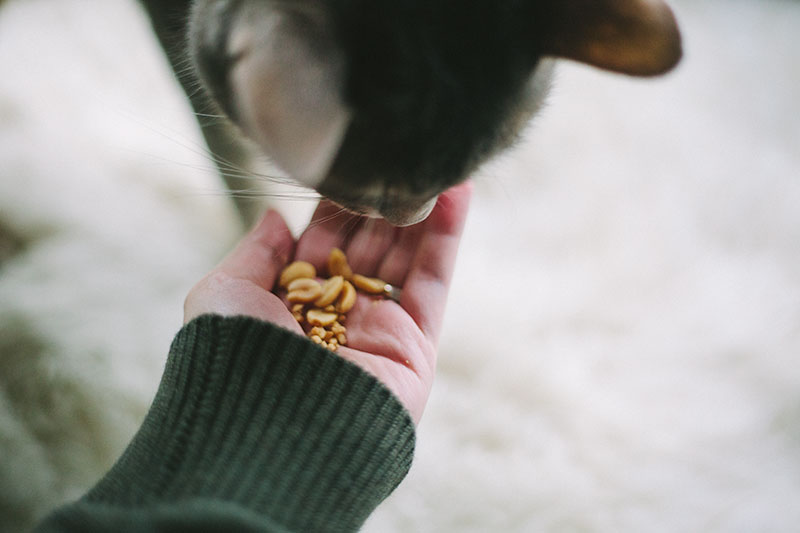 do cats like peanuts