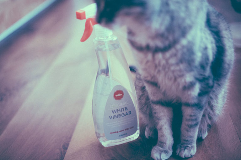Is Vinegar Safe for Cats? Is It Harmful 1. As a Cleaner? 2. If Ingested?