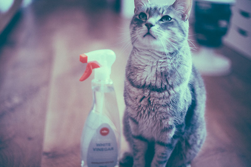 is-vinegar-safe-for-cats-household-cleaner