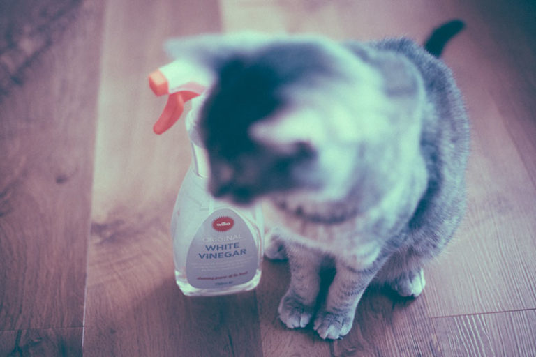 Is Vinegar Safe for Cats? Is It Harmful 1. As a Cleaner? 2. If Ingested?