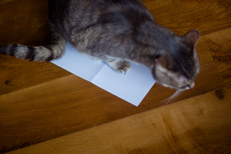 cat-standing-on-paper-on-floor