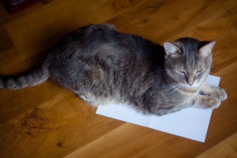 Why Do Cats Like to Sit & Lay on Paper? 8 Theories What's Yours?