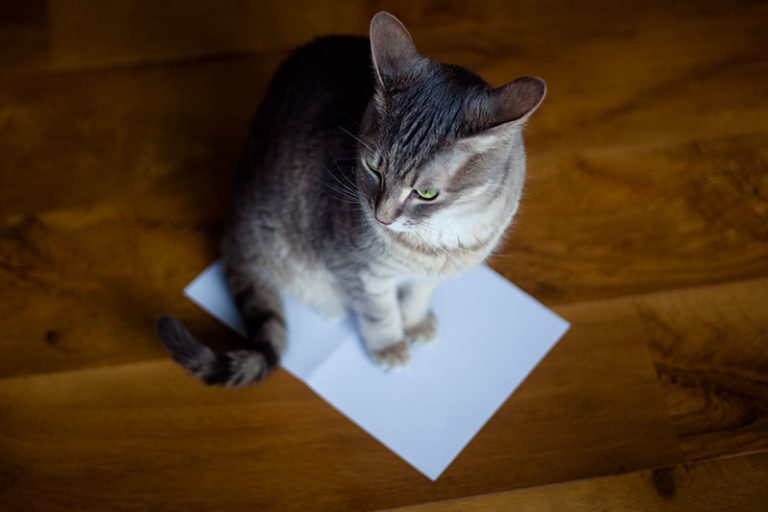 Why Do Cats Like to Sit & Lay on Paper? 8 Theories What's Yours?