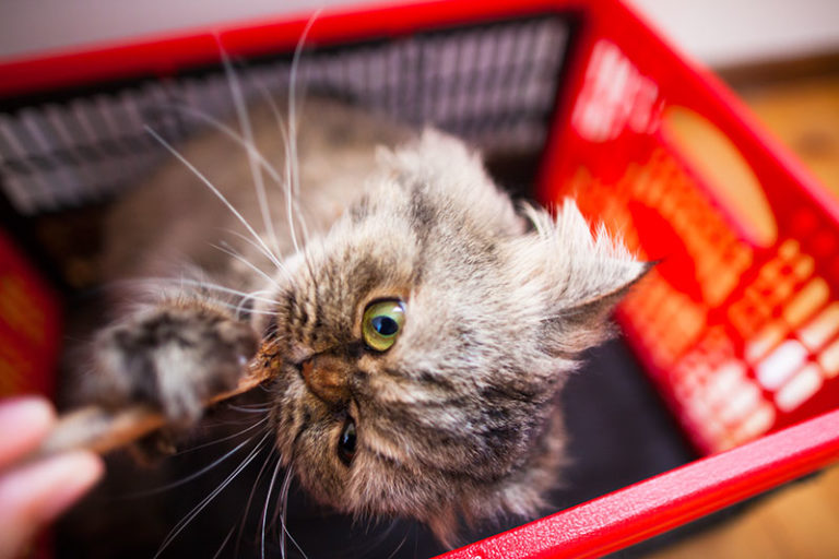 Chew Toys for Teething Kittens & Adult Cats Who Like to Chomp