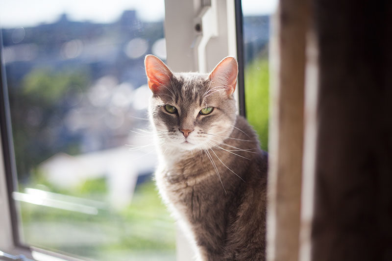 Will My Cat Jump off the Balcony? Should I Let Him/Her On?