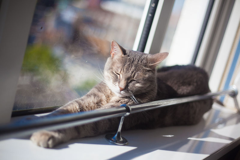 cat-sleeping-in-sunny-apartment-window