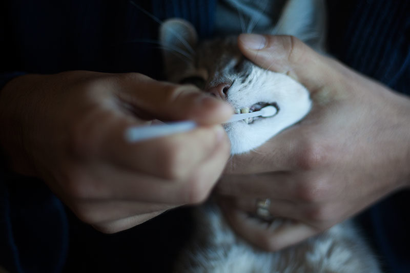Basepaws CatKit Pet DNA Test & Genetic Report Review