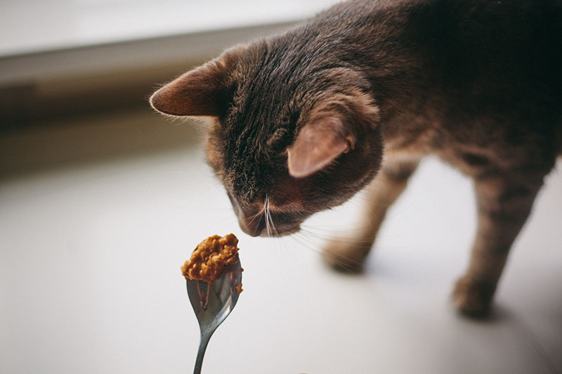 giving-peanut-butter-to-cats-as-a-snack