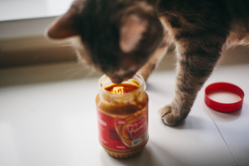 Can Cats Eat Peanut Butter Is It Okay to Feed PB as a Snack