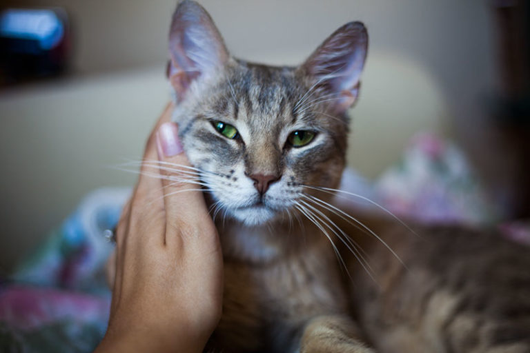 Why Do Cats Lose Whiskers? Is It Normal for Whiskers to Shed/Fall Out?