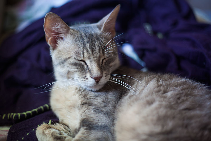 smoky gray cat