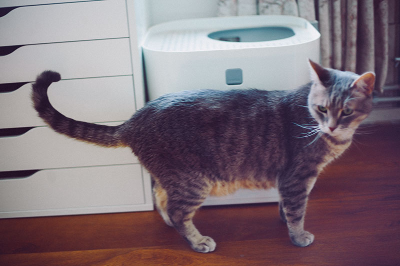 Where to Put the Litter Box in a Small House or Apartment