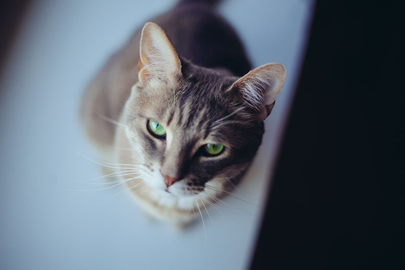 It S Easier Than You Think How To Train Cats To Keep Off Counters