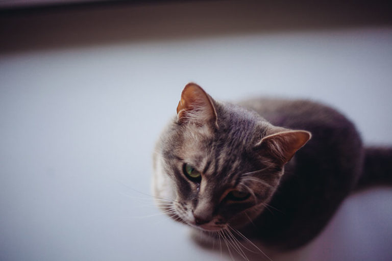 It's Easier Than You Think: How to Train Cats to Keep Off Counters