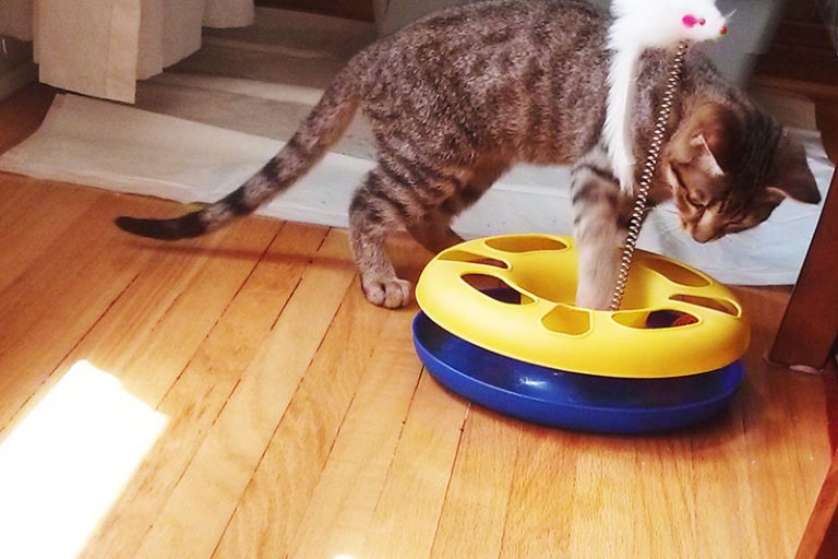 New Furbaby? Best Kitten Toys for Releasing That Unlimited Energy!