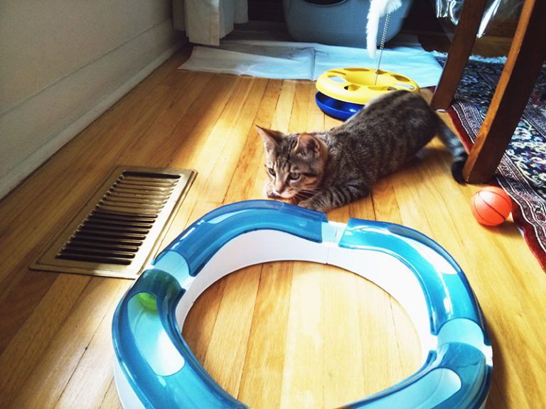 Why Cats Spill Water from Bowls Paw, Play, Splash, & Knock Over Behaviour