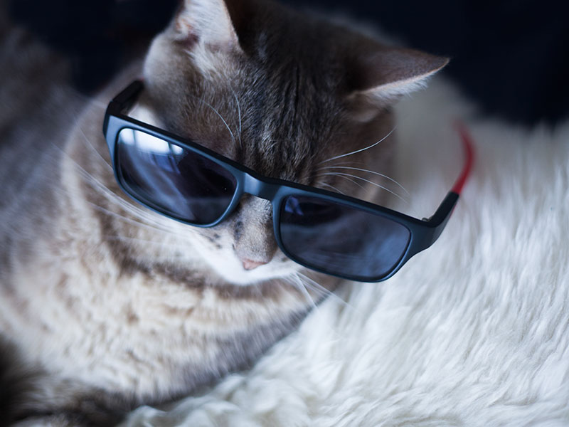 pet-names-for-cool-cats-sunglasses-on-kitty