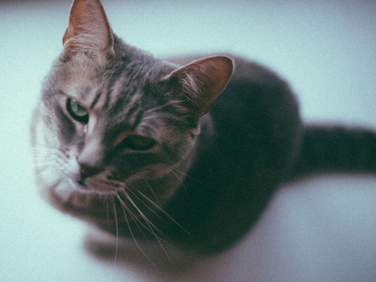 Can Cats Cry? Do Cats Ever Cry Tears Like Humans? What Are Cat Tears?