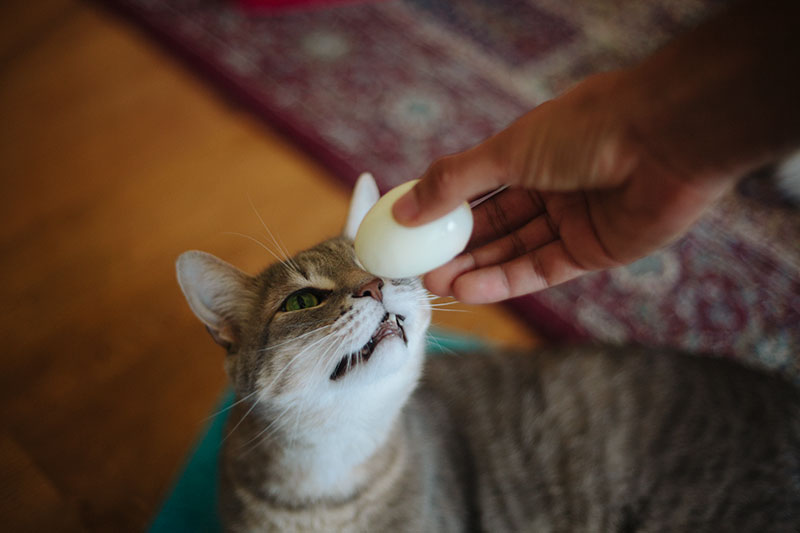 are hard boiled eggs safe for cats and dogs