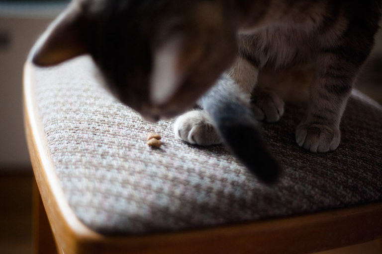 "Why Did My Cat Pee on Me?" 11 Potential Explanations + Solutions