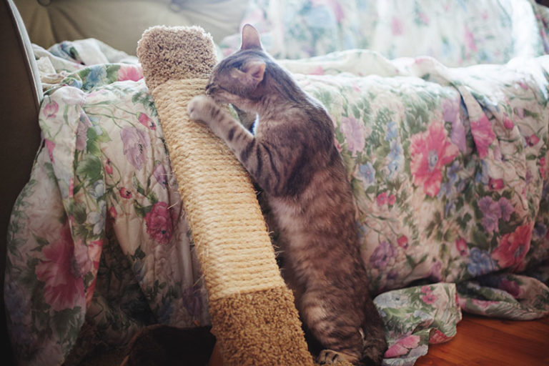 Save Your Sofa! How to Keep Cats from Scratching Leather Furniture