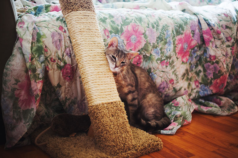 natural wood cat scratcher